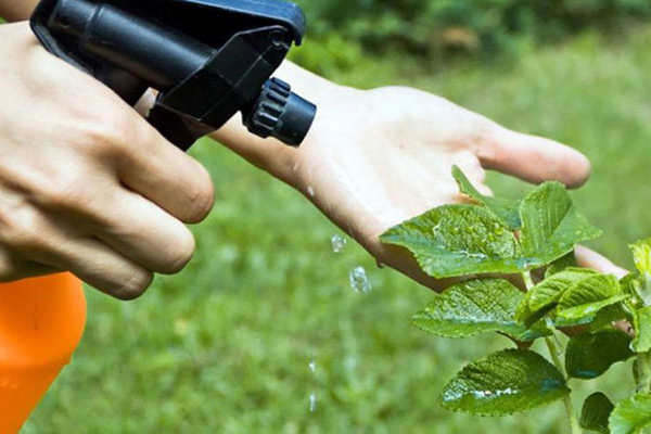 Aplicación de insecticida